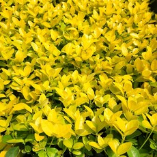 목하원예조경 황금사철나무 30cm전후 10주 생울타리 담장 사철나무 묘목 정원조경 상록수 노지월동, 1세트