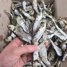 바다찬미 국내산 햇 솔치 청어멸치(정어리) 국물용 육수용 멸치, 1, 1.5kg