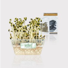 콩나물+숙주 키우기 키트, 1개