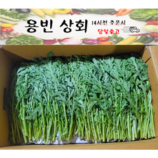 ( 용빈 상회 ) 국내산 쑥갓 1kg 2kg 4kg내외, 1박스