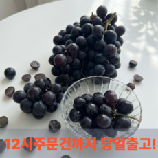고당도 세이블포도 수입포도 제철과일, 1박스, 1kg