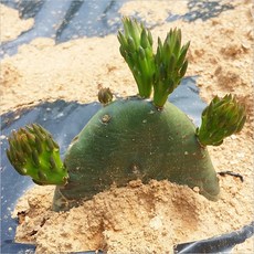 천년초-우량한 천년초모종 최소 10장단위, 10000개, 10장