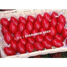 EVERGROW 櫻蜜小蕃茄種子 不停心品種 長勢強 果皮薄 甜度佳, 1包