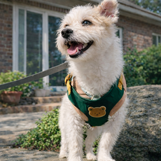 미르아 우리멍멍 목 조임 없는 안심산책 하네스 리드줄, 1개, 그린