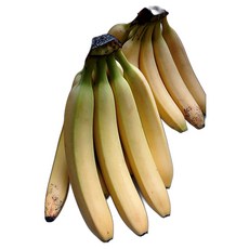 바나나 에콰도르 영양성분 담백한 실속형 프리미엄 국내산 식품 과일류 3봉 1개, 3개, 상세페이지 참조