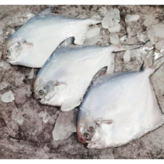 목포 자연산 병어 생물병어 손질 병어회, 1개, 횟감용 자랭이병어 3미 [급냉]