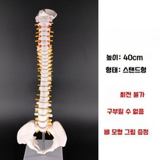 척추 모형 인체 요추 골반 대퇴골 뼈모형 병원 모델 교육용, 1개, 1. 골반 포함