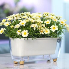 심지 저면관수 사각 투명 자동급수 화분, 단품, 1개