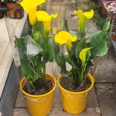 노랑 카라 (중품) 1+1 꽃이 아주 샛노래요 봄꽃 꽃이 오래가요