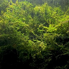 수초 위핑모스 소주잔 2컵 초보 음성수초 키우기 새우 은신처, 2개