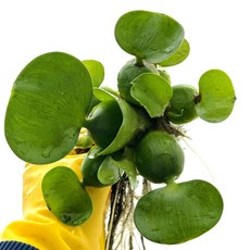 농장직송 부레옥잠 부상수초 물에서 키우는 수생식물 어항꾸미기, 1개