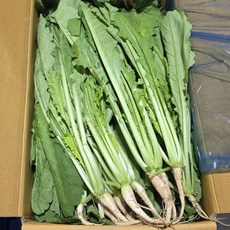 국내산 열무 당일경매 아삭아삭한!, 1박스, 2kg