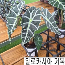 [풀멍상점] 알로카시아 거북 소품 (10cm 포트) / 공기정화식물. 인테리어식물/ 선별발송 분채배송/ 방수라벨 이름표포함-농장직배