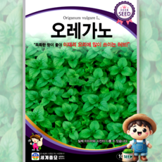 세계종묘 오레가노 1000립 일반종 식용꽃 허브 꽃씨 씨앗 종자 세계