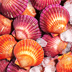 [당일조업] 통영 세척 비단 홍가리비, 1개, 홍가리비 5kg