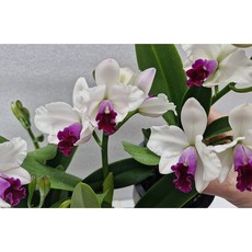 [신라난농원]C.Mayor Yamasaki 카틀레야 버진.메이어 야마사끼 카마디.흰색에 붉은립프.아주좋은향.여성스러운꽃.고급종.인기상품.필독뒷사진참고, 1개