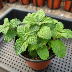 허브 식물 모음 식용 로즈마리 장비허브 민트, 선택: 03. 페퍼민트