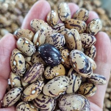 충북 충주 25년산 국산 조각강낭콩 1kg 조각콩 호랑이콩, 1개