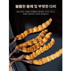 1/1+1 고급 동충하초 간 신장 기능 강화 효능 성재모 동충하초 동충하초 차, (동충하초-0.5g)x1
