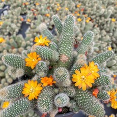 마이플랜트 레부티아 헬리오사 소형 꽃선인장 다육식물, 2개