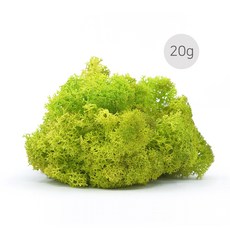 비오스 천연이끼 공기정화식물 손질된 모스 소분이끼 스칸디아모스 20g, 3번
