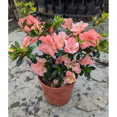 霏霏園藝 諾蕙比希5吋 兒童園藝玩具組 激發想像力 安全無毒材質 親子互動首選, 1個