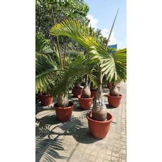 霏霏園藝酒瓶椰子 高度150-170公分 紅盆栽種 庭院裝飾 特價優惠中, 1個