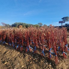 착한가격 나무생각 / 흰말채나무 / 80cm / 개화주, 1개