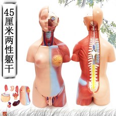 人體解剖模型器官可拆卸醫學教學人體器官模型軀幹系統結構圖解剖人體模型, 45cm兩性軀幹模型 可拆分爲23部件, 1個