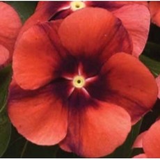 T57 日日春 種子 橙紅漩黑心, 1包