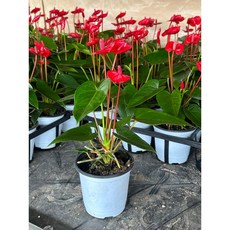 구칠즈 빨간꽃 안스리움 안시리움 레드 소형 초특가 공기정화식물, 1개
