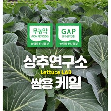 상추연구소 무농약 GAP 쌈용 케일, 1박스, 1kg
