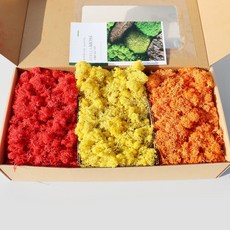 키득키득 공기정화식물 스텔라 모스이끼 붉은빛 가을 500g, 상세 설명 참조, 1개