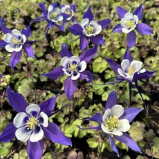 하늘매발톱 야생화 예쁜색감 4치포트, 1개