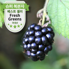 국내산 햇 슈퍼 복분자 냉동 블랙베리, 1박스, 3kg