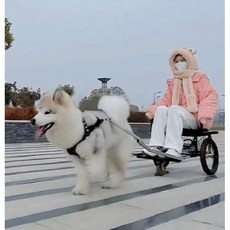 개 썰매 대형견 허스키 훈련 겨울 개수레 러닝 반려견