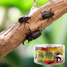 룸드비 애완 곤충용 젤리장수풍뎅이 사슴벌레용 16G 10P