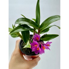 찐분홍 꽃이 오래가는 히비끼 난초 x 4개발송 제이팜, 1세트