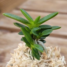 [금비농원] 기린환 /소엽풍란 석부작 목부작 공기정화식물 부귀란, 1개