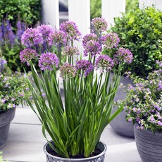 [큐가든] 알리움 숙근 밀레니움 뿌리 구근 유럽 직수입 특선 가을 추식 노지월동, 1개