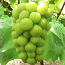 고당도보장 프리미엄 18brix 샤인머스캣 포도, 1개, 500g