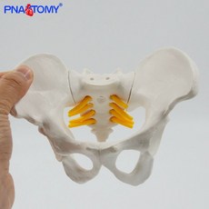 골반 골격 모형 1:1 학교 실습모형 정형외과 실습, 미니 불가 신경 뿌리 포함, 1개, 기본 색상