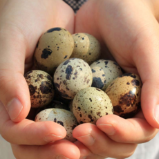 꿀맛컴퍼니 무항생제 HACCP인증 메추리알, 1개, 200g