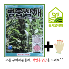 영웅참깨 3000립 씨앗 종자 소분지 내병성강한 백색참깨 그린하트바이오 26년포장 농사오케이, 1개