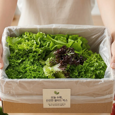 국내산 유로피안 샐러드 유러피안 채소, 1박스, 1kg