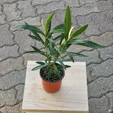 에이피팩토리 협죽도 유도화 야생화 플랜테리어, 1개