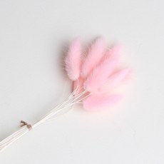 화연양화 프리저브드플라워 선별 라그라스 강아지풀 10개입, 02 페일핑크