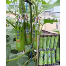 알뜰농장 인큐애호박 실속품 10/20개(3~6kg ), 1박스, 10개