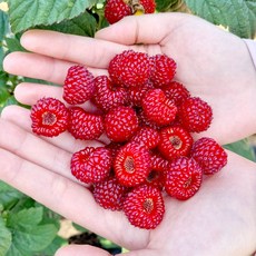 햇 산딸기 제철과일, 1박스, 1kg