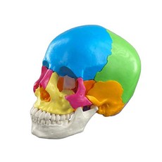 두개골모형 얼굴 인체 해부도 구조 모형도 골격, 소형 두개골